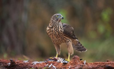 Havik/Goshawk