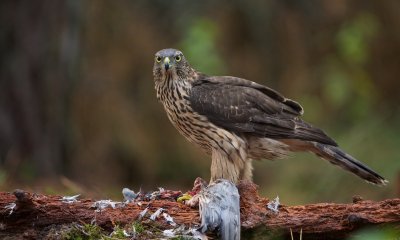 Havik/Goshawk
