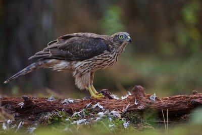 Havik/Goshawk