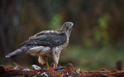 Havik/Goshawk
