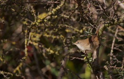 Cetti's Zanger/Cetti's Warbler