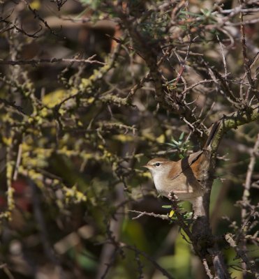 Cetti's Zanger/Cetti's Warbler