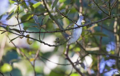 Bladkoning/Yellow-Browed Warbler