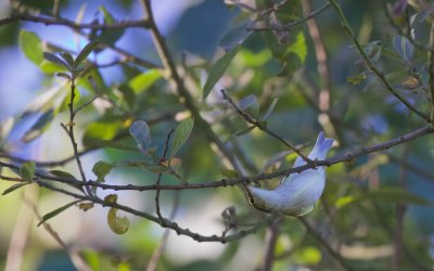 Bladkoning/Yellow-Browed Warbler