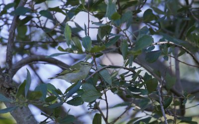 Bladkoning/Yellow-Browed Warbler