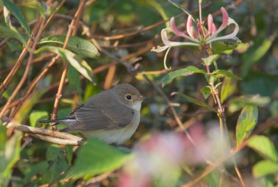 Kleine Vliegenvanger/Red-breasted Flycatcher 