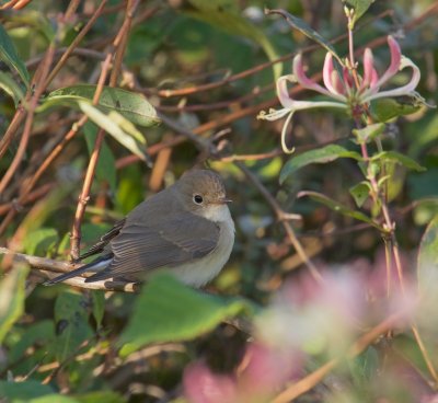 Kleine Vliegenvanger/Red-breasted Flycatcher
