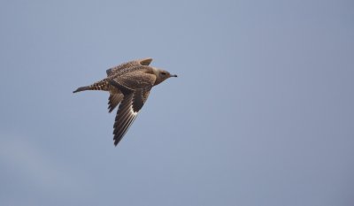 Kleine Jager/Arctic Skua