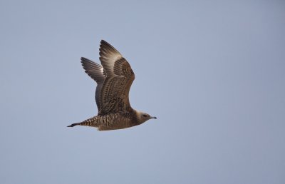 Kleine Jager/Arctic Skua