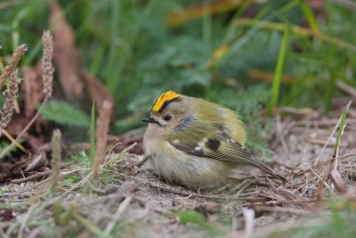 Goudhaantje/Goldcrest