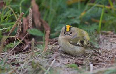 Goudhaantje/Goldcrest