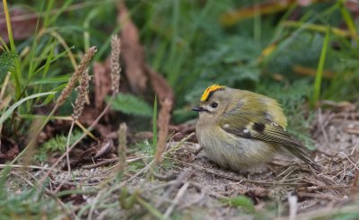 Goudhaantje/Goldcrest