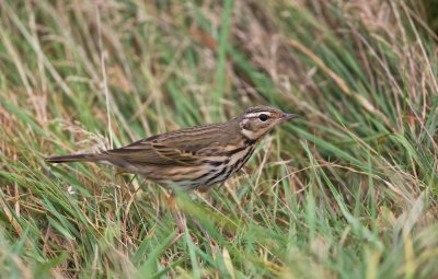 Siberische Boompieper/Olive-backed Pipit