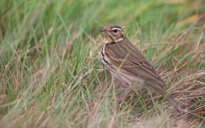 Siberische Boompieper/Olive-backed Pipit