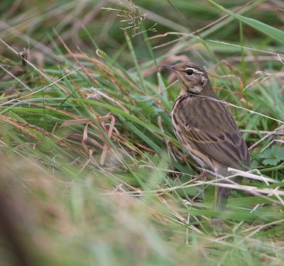 Siberische Boompieper/Olive-backed Pipit