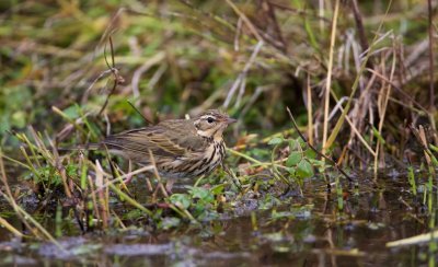 Siberische Boompieper/Olive-backed Pipit