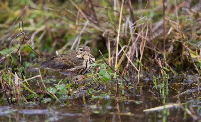 Siberische Boompieper/Olive-backed Pipit