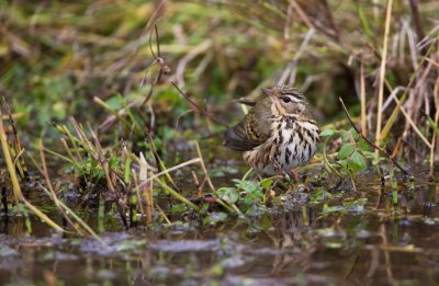 Siberische Boompieper/Olive-backed Pipit