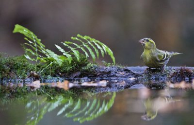 Sijs/Eurasian Siskin