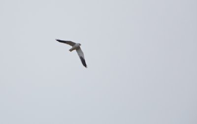 Grijze Wouw/Black-shouldered Kite