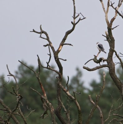 Grijze Wouw/Black-shouldered Kite