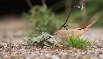 Woestijngrasmus/Asian Desert Warbler