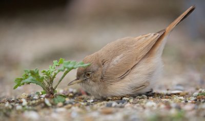 Woestijngrasmus/Asian Desert Warbler