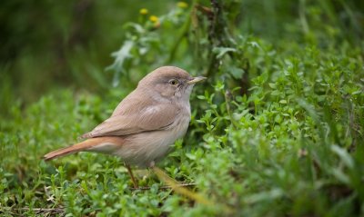 Woestijngrasmus/Asian Desert Warbler