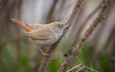 Woestijngrasmus/Asian Desert Warbler