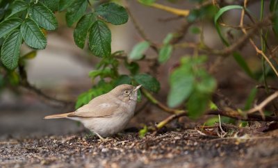 Woestijngrasmus/Asian Desert Warbler