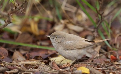 Woestijngrasmus/Asian Desert Warbler