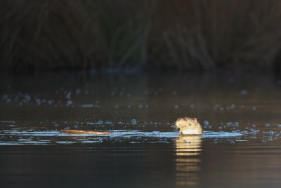 Otter/European Otter