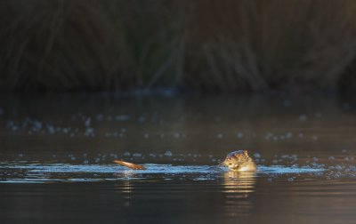 Otter/European Otter