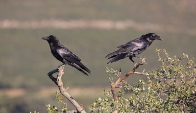 Raaf/Raven