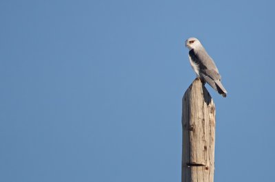Grijze Wouw/Black-shouldered Kite