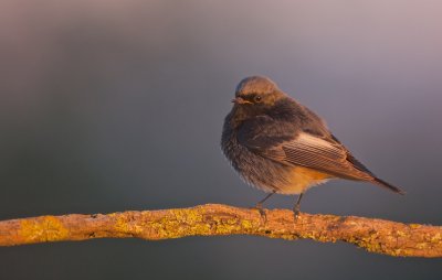 Zwarte Roodstaart/Black Redstart