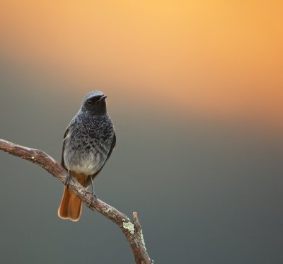 Zwarte Roodstaart/Black Redstart