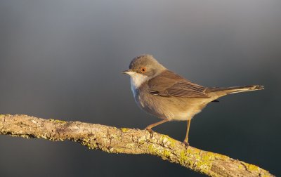 Kleine Zwartkop/Sardinian Warbler