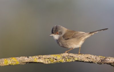 Kleine Zwartkop/Sardinian Warbler
