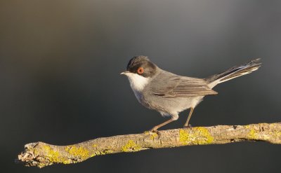 Kleine Zwartkop/Sardinian Warbler