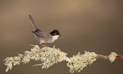 Kleine Zwartkop/Sardinian Warbler