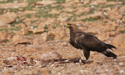 Steenarend/Golden Eagle