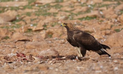 Steenarend/Golden Eagle