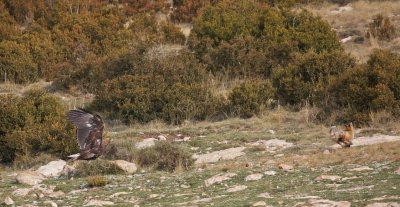 Steenarend/Golden Eagle