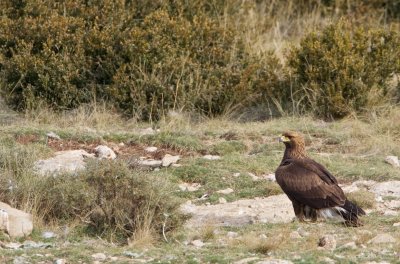 Steenarend/Golden Eagle