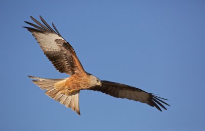 Rode Wouw/Red Kite