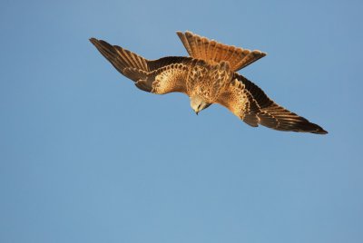 Rode Wouw/Red Kite