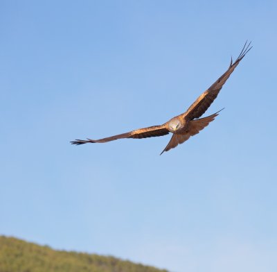 Rode Wouw/Red Kite