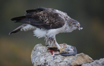 Havikarend/Bonelli's Eagle