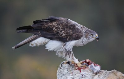 Havikarend/Bonelli's Eagle